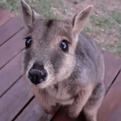 Camp Kanga - Surfers Paradise Gold Coast 6