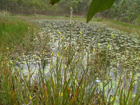 Back To The Bush - Surfers Paradise Gold Coast 3