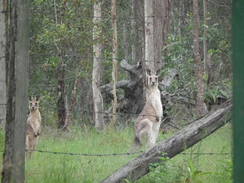 Back To The Bush - Surfers Paradise Gold Coast 6