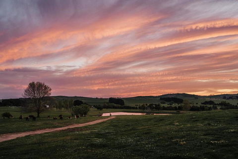 Bedervale Tiny - Surfers Paradise Gold Coast 1