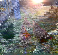 Bryn Glas Farm Stay - Surfers Paradise Gold Coast