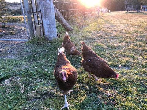 Bryn Glas Farm Stay - Surfers Paradise Gold Coast 0