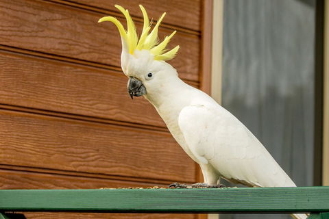 BIG4 Moruya Heads Easts Dolphin Beach Holiday Park - Surfers Paradise Gold Coast 3