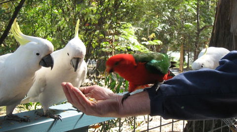 Lorne Bush House Cottages & Eco Retreats - Surfers Paradise Gold Coast 0