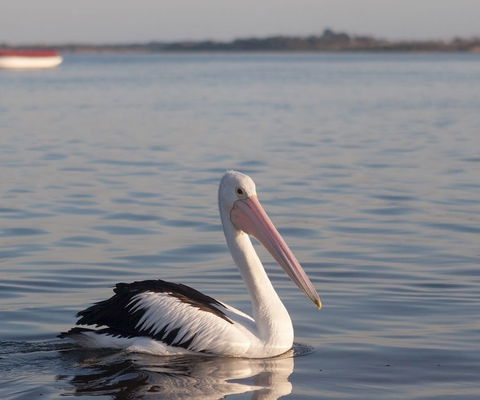 Oak Tree Lodge - Surfers Paradise Gold Coast 1