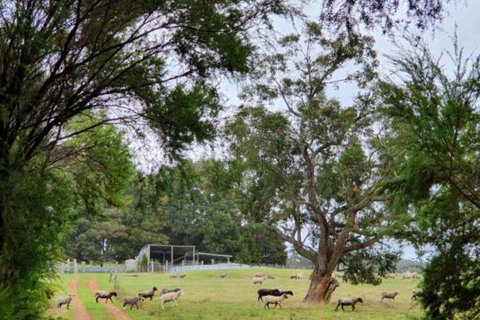 Cinnamon Coloureds Farm Cottages - Surfers Paradise Gold Coast 7
