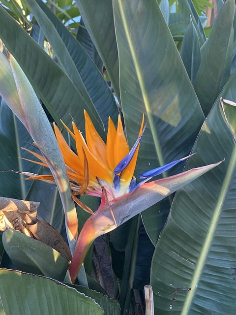 Sydney Executive Garden Apartments - Surfers Paradise Gold Coast 4