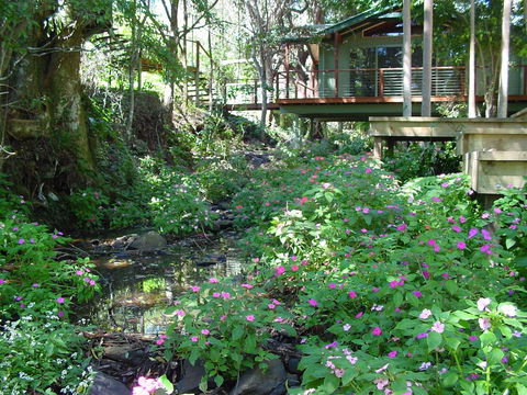 Treetops Accommodation Montville - Surfers Paradise Gold Coast 4
