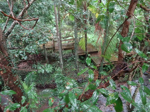 Treetops Accommodation Montville - Surfers Paradise Gold Coast 5