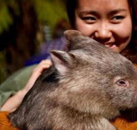 Fauna Australia Wildlife Retreat - Surfers Paradise Gold Coast