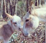 Donkey Tales Farm Cottages - Surfers Paradise Gold Coast