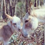 Donkey Tales Farm Cottages - Surfers Paradise Gold Coast 0
