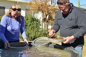 Fossicker Caravan Park - Surfers Paradise Gold Coast 1