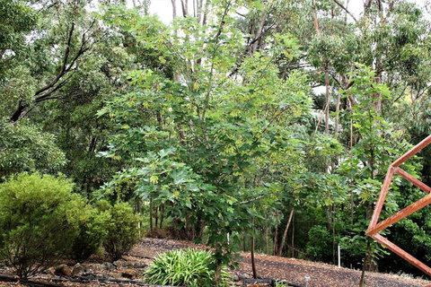 Tangenong Cottages - Surfers Paradise Gold Coast 4