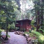Black Palm Cape Tribulation - Surfers Paradise Gold Coast 0
