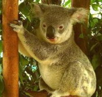 Noosa Backpackers Resort Hostel - Surfers Paradise Gold Coast