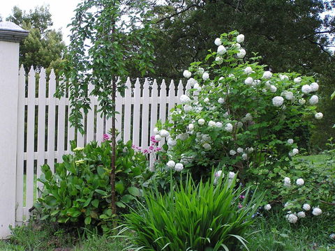 Lemonade Creek Cottages - Surfers Paradise Gold Coast 2