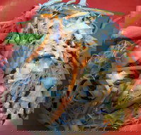 Kitchen Republik - Surfers Paradise Gold Coast