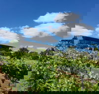 Traralgon Vineyard - Surfers Paradise Gold Coast