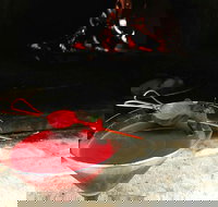 Palette Diner - Surfers Paradise Gold Coast