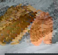 Chipp Inn - Surfers Paradise Gold Coast