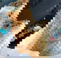 Foster's Bakery - Surfers Paradise Gold Coast