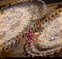 Moya's Juniper Lounge - Surfers Paradise Gold Coast