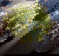 Wonderlust Cafe - Surfers Paradise Gold Coast