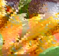 Spice Village - Surfers Paradise Gold Coast