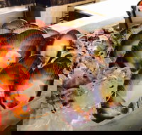 Cafe at the Hyatt Regency Perth - Surfers Paradise Gold Coast