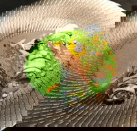 Fireplace - Surfers Paradise Gold Coast