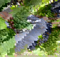 Marcus Hill Vineyard - Surfers Paradise Gold Coast