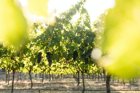 Sandalford Wines - Margaret River - Surfers Paradise Gold Coast 2