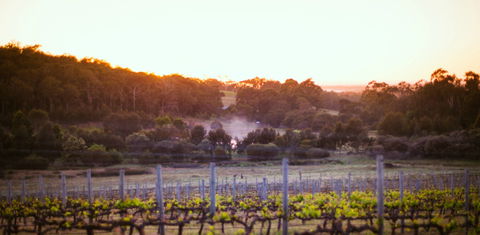 Howling Wolves Wines - Surfers Paradise Gold Coast 0