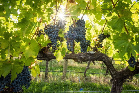 Ross Hill Wines - Surfers Paradise Gold Coast 1