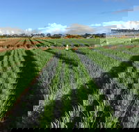 Hawkes Farm - Surfers Paradise Gold Coast