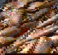 Pacific Eats - Surfers Paradise Gold Coast