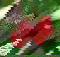 Westerway Raspberry Farm - Surfers Paradise Gold Coast