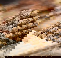 Mayfield Chocolates - Spring Hill - Surfers Paradise Gold Coast