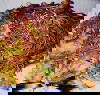 Silver Moon - Surfers Paradise Gold Coast