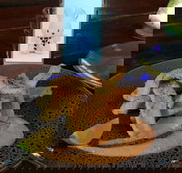 Cocina Mexican Grill and Cantina - Surfers Paradise Gold Coast