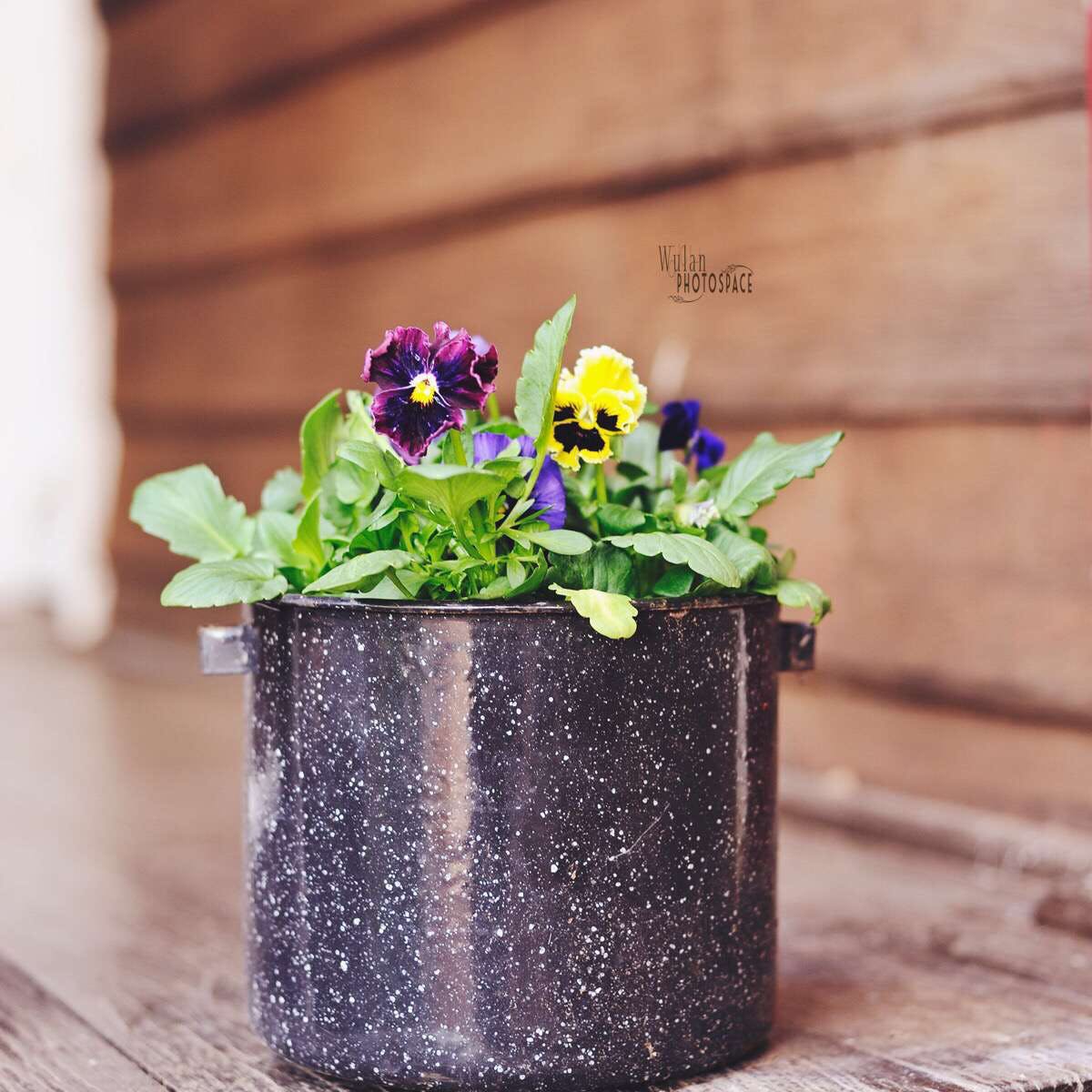 St Ronans WA Surfers Paradise Gold Coast