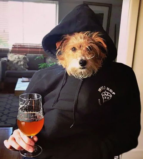 Wild Hop Brewing Company - Surfers Paradise Gold Coast 1
