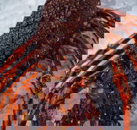 Lobster Shack Tasmania - Surfers Paradise Gold Coast