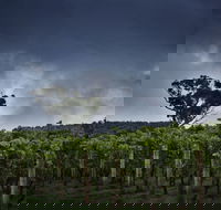 Dalrymple Vineyards - Surfers Paradise Gold Coast