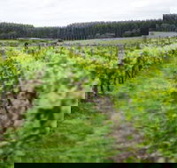 Suffoir Winery Brewery and Cidery - Surfers Paradise Gold Coast