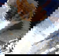 Ragenovich Bros Chickens - Surfers Paradise Gold Coast