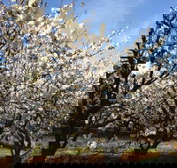 Allambie Orchard and Cafe - Surfers Paradise Gold Coast