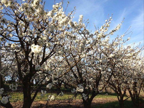 Allambie Orchard And Cafe - Surfers Paradise Gold Coast 0