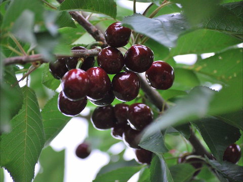 Allambie Orchard And Cafe - Surfers Paradise Gold Coast 1